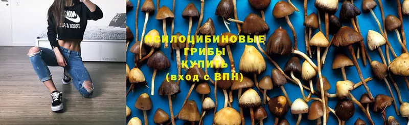 omg ONION  Абинск  Галлюциногенные грибы MAGIC MUSHROOMS 